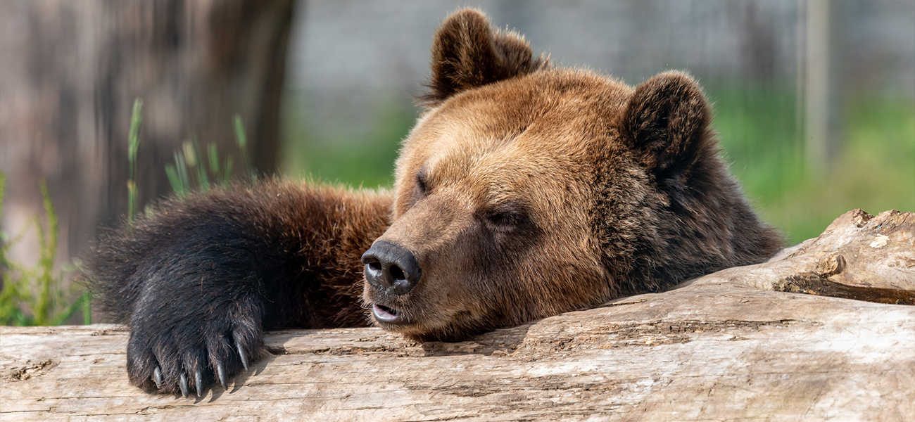 Live Bear Cam