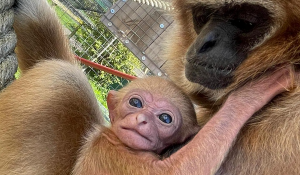 new arrival at camperdown wildlife centre in dundee