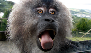 First chance to see Lion-tailed Macaques at Camperdown Wildlife Centre this Sunday