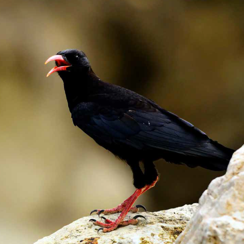 Red-billed Chough