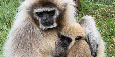 Camperdown Wildlife Centre and sign up to Breastfeeding Friendly Scotland scheme