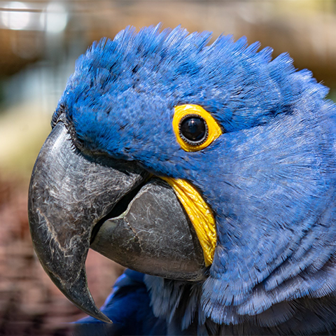 Hyacinth Macaw