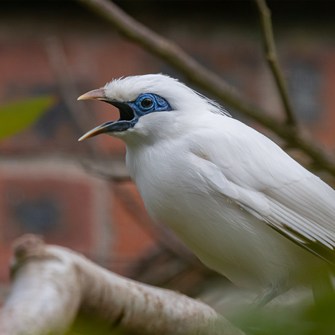 Bali Mynah